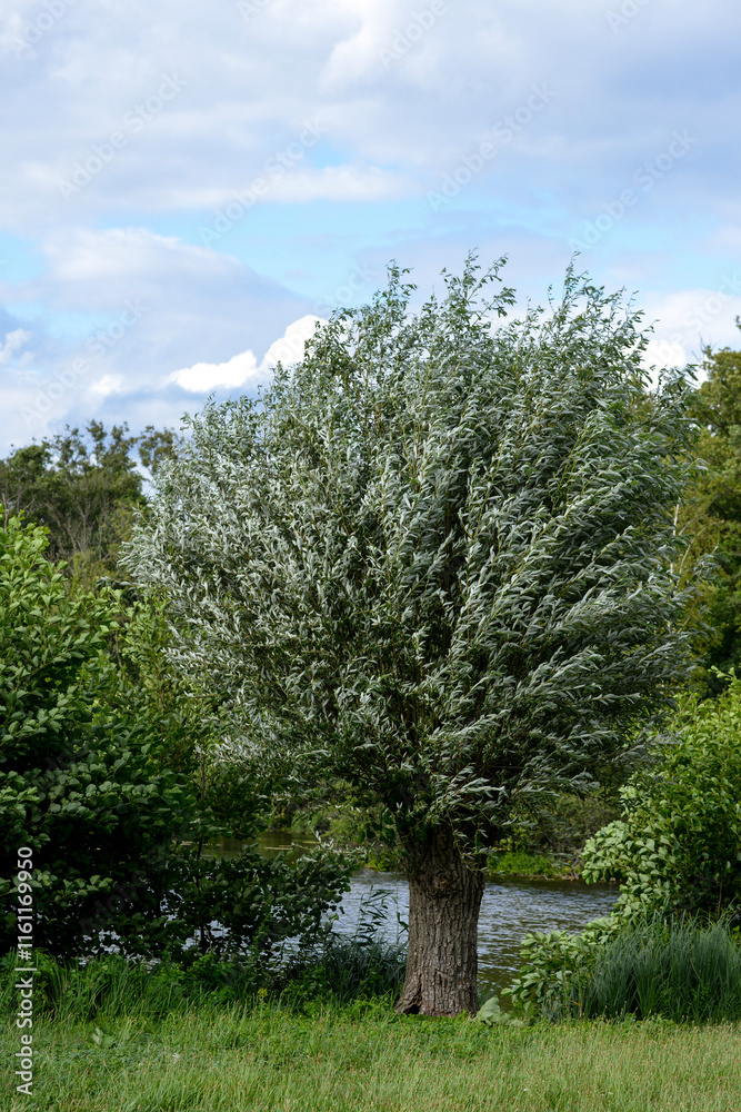 Saule blanc, salix alba, Marais de Misery, Marais des Basses valllées de l'Essonne et de la Juine, Essonne, Vert le Petit, France Saule blanc, salix alba, Marais de Misery, Marais des Basses valllées de l'Essonne et de la Juine, Essonne, Vert le Petit, France