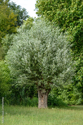 Saule blanc, salix alba, Marais de Misery, Marais des Basses valllées de l'Essonne et de la Juine, Essonne, Vert le Petit, France photo