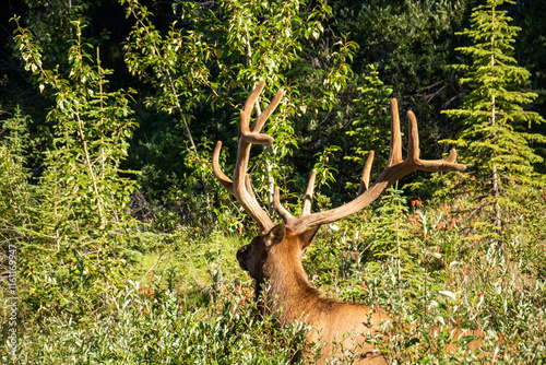 Canadian Elk - Maligne Lake Road Jasper National Park