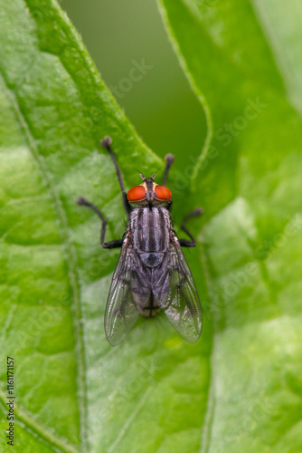 Sarcophaga bercaea are a family of flies commonly known as flesh flies