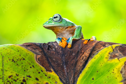 Rhacophorus reinwardtii is a species of frog in the family Rhacophoridae. It is variously known under the common names of black-webbed treefrog, green flying frog, Reinwardt's flying frog, or Reinward photo