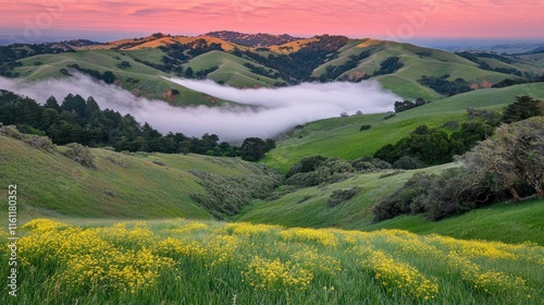 Vibrant sunrise over rolling hills, fog in valley, wildflowers.