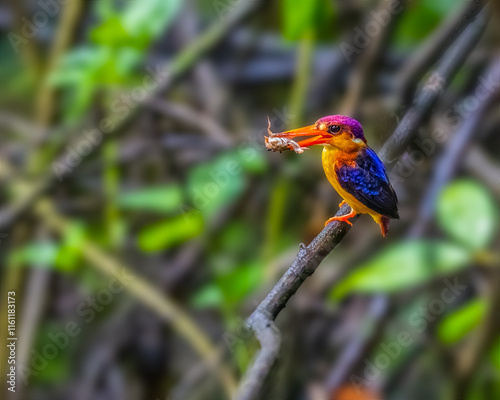 Oriental Dwarf Kingfisher photo