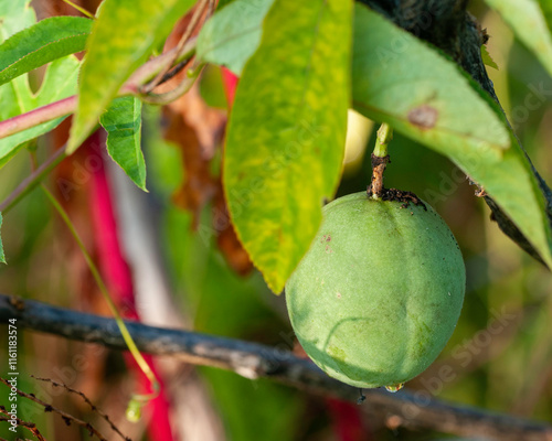 Passiflora incarnata, Passionflower. An unripe green egg-shaped fruit hangs on the vine. When ripe, the fruits become edible. photo