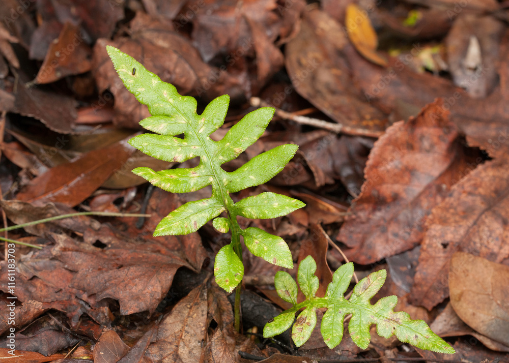 A netted chain fern, woodwardia areolata, growing in the leaf litter on a forest floor. Two bright green sterile fronds with marginal teeth. A netted chain fern, woodwardia areolata, growing in the leaf litter on a forest floor. Two bright green sterile fronds with marginal teeth.