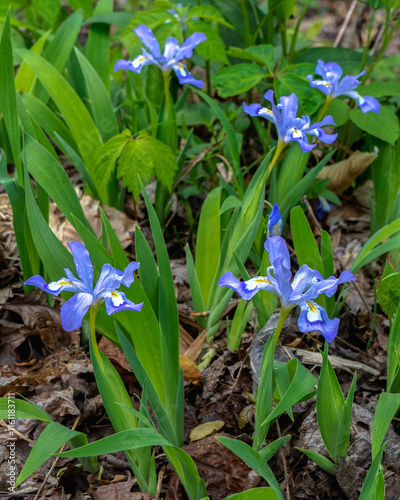 Vászonkép In the spring, blue-crested dwarf iris, Iris cristata, bloom in the woodlands of Pigeon Mountain in Georgia