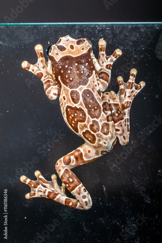 The Mission golden-eyed tree frog or Amazon milk frog (Trachycephalus resinifictrix) is a large species of arboreal frog native to the Amazon Rainforest in South America