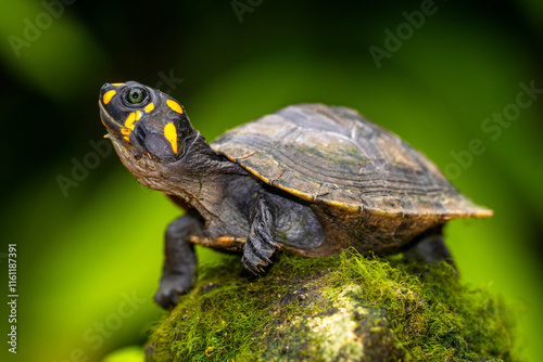 The yellow-spotted Amazon river turtle (Podocnemis unifilis), also known commonly as the yellow-headed sideneck turtle and the yellow-spotted river turtle, and locally as the taricaya, is one of the l