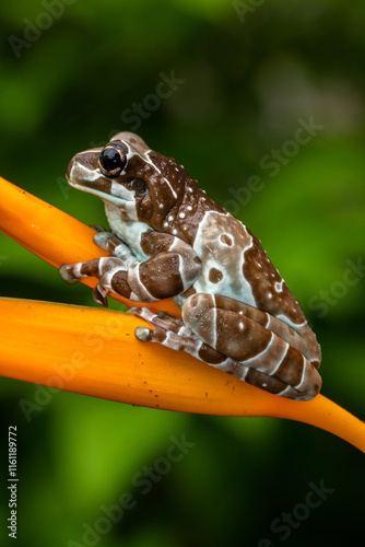 The Mission golden-eyed tree frog or Amazon milk frog (Trachycephalus resinifictrix) is a large species of arboreal frog native to the Amazon Rainforest in South America