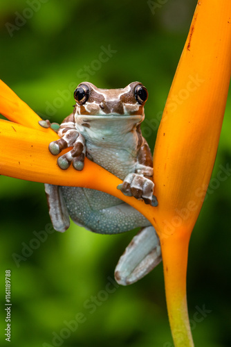 The Mission golden-eyed tree frog or Amazon milk frog (Trachycephalus resinifictrix) is a large species of arboreal frog native to the Amazon Rainforest in South America
