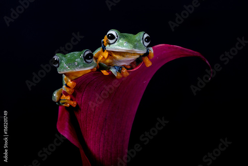 Rhacophorus reinwardtii is a species of frog in the family Rhacophoridae. It is variously known under the common names of black-webbed treefrog, green flying frog, Reinwardt's flying frog, or Reinward photo