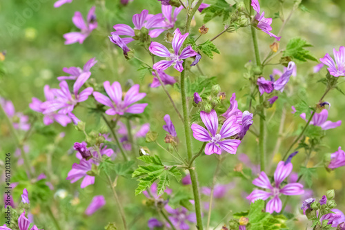 peaceful flowers and natural environment in nature