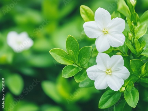 Close-up of Delicate White Flowers with Lush Green Leaves.