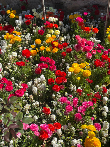 A colorful garden of flowers photo