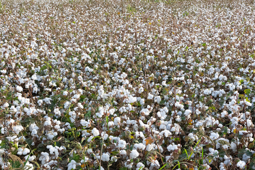 Photos of agricultural products. overripe cotton plant. photo