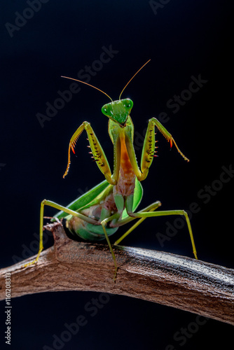 green praying mantis on black background
