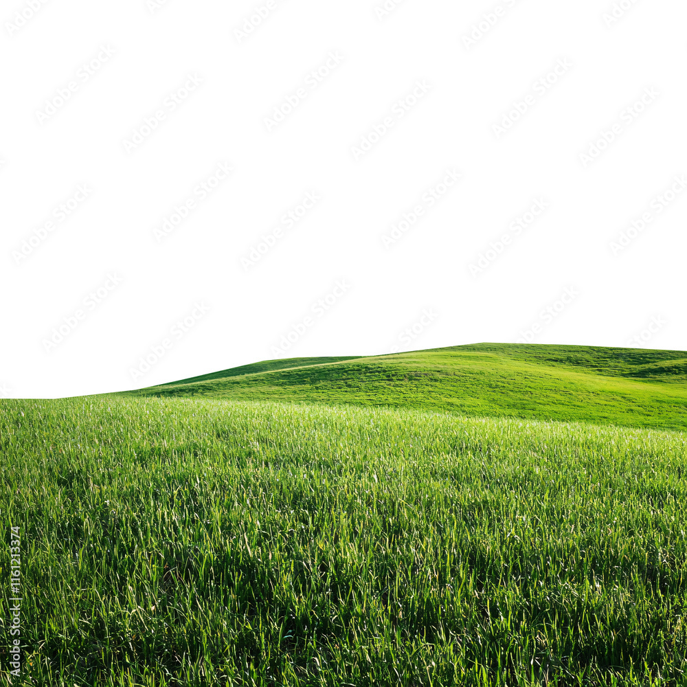 Obraz premium Green Grassland Landscape Isolated on White or Transparent Background