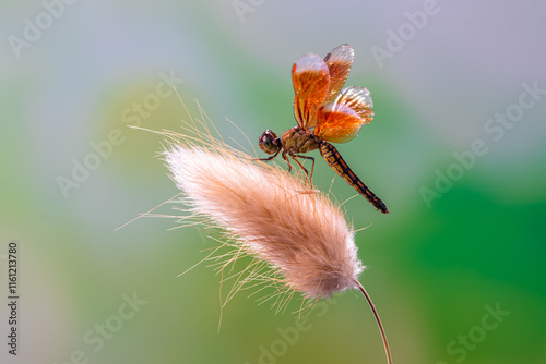 A dragonfly is a flying insect belonging to the infraorder Anisoptera below the order Odonata
