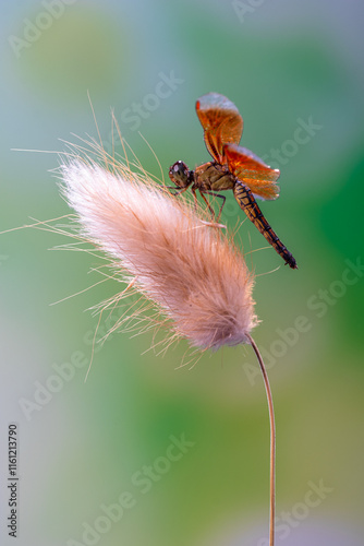 A dragonfly is a flying insect belonging to the infraorder Anisoptera below the order Odonata photo