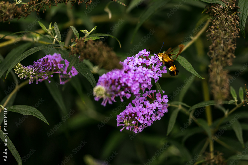 Hummingbird Moth Feeding on Purple Flower Hummingbird Moth Feeding on Purple Flower