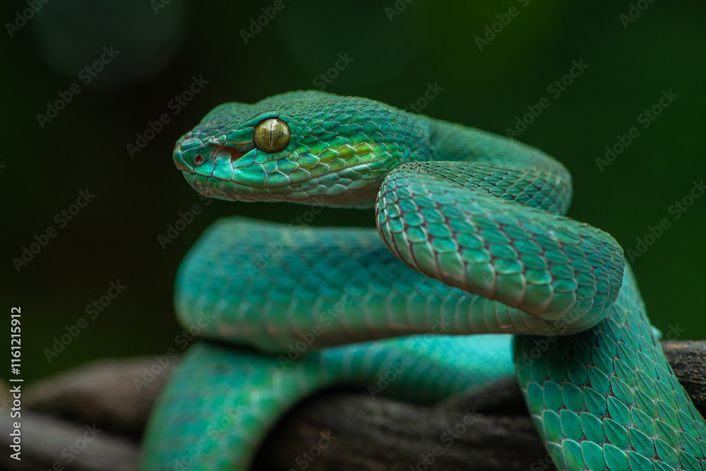 Trimeresurus insularis or Indonesian pit viper, Lesser Sunda Islands pit viper, Sunda white-lipped pit viper, red-tailed pit viper is a venomous pit viper species found in eastern Java and the Lesser Trimeresurus insularis or Indonesian pit viper, Lesser Sunda Islands pit viper, Sunda white-lipped pit viper, red-tailed pit viper is a venomous pit viper species found in eastern Java and the Lesser