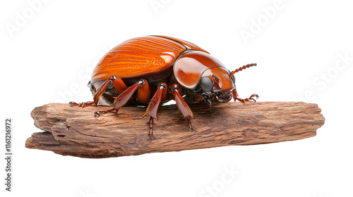 A close-up of a Red Admiral butterfly resting on a branch highlighting its vibrant colors and markings, isolated on white background. photo