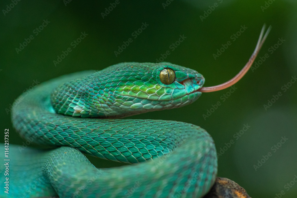 Fototapeta premium Trimeresurus insularis or Indonesian pit viper, Lesser Sunda Islands pit viper, Sunda white-lipped pit viper, red-tailed pit viper is a venomous pit viper species found in eastern Java and the Lesser 