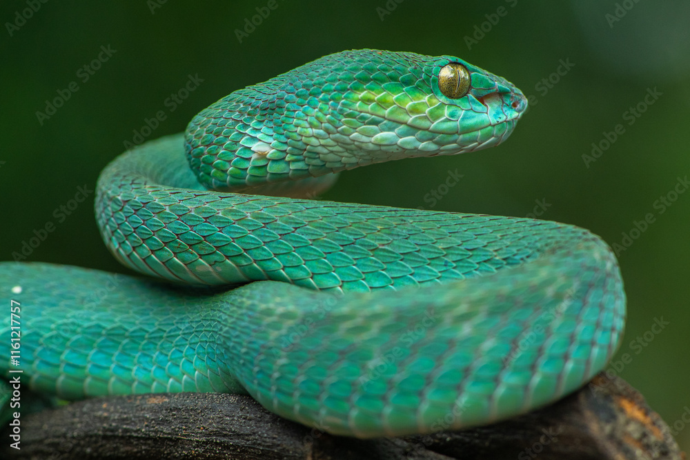 Obraz premium Trimeresurus insularis or Indonesian pit viper, Lesser Sunda Islands pit viper, Sunda white-lipped pit viper, red-tailed pit viper is a venomous pit viper species found in eastern Java and the Lesser 