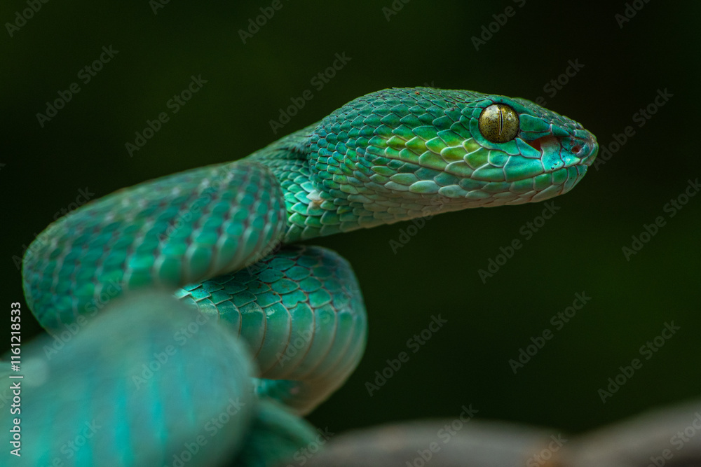 Obraz premium Trimeresurus insularis or Indonesian pit viper, Lesser Sunda Islands pit viper, Sunda white-lipped pit viper, red-tailed pit viper is a venomous pit viper species found in eastern Java and the Lesser 