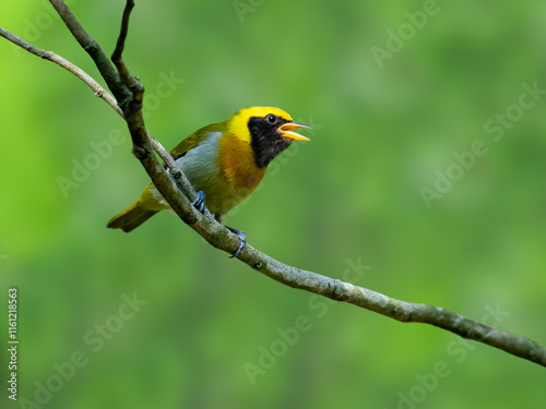 Guira Tanager perched on tree branch photo