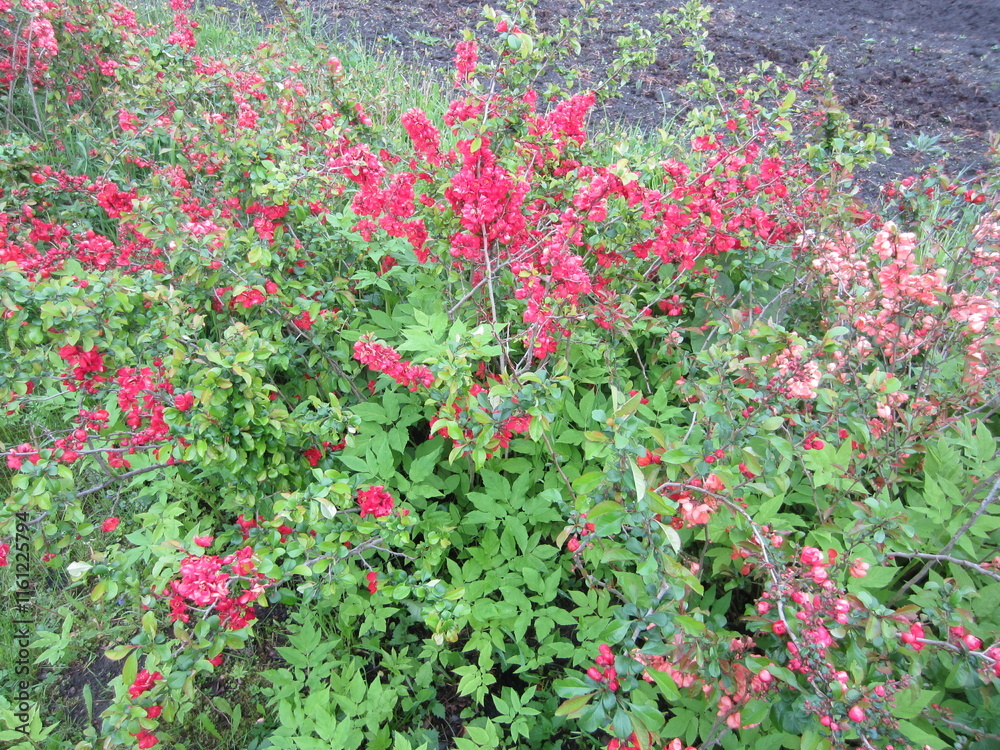 Beautiful flowers different colors in Belarus Beautiful flowers different colors in Belarus