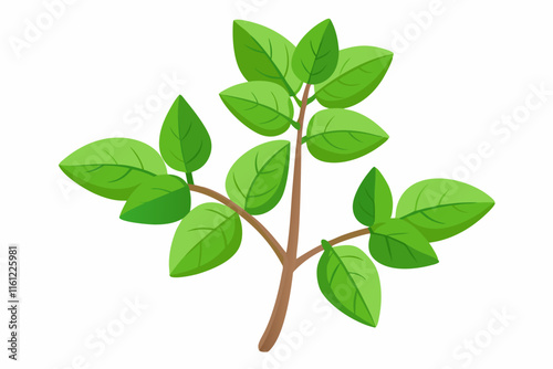 Fresh Green Basil Sprig Culinary Herb, Aromatic Leaves, Cooking Ingredient