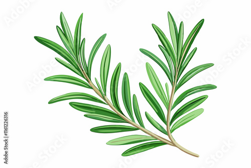Fresh Rosemary Sprigs Culinary Herb, Aromatic, Fragrant, Cooking Ingredient