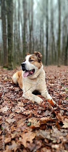 Young Alabai on a walk in the forest, Central Asian Shepherd Dog, beautiful dog on an autumn background