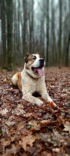 Young Alabai on a walk in the forest, Central Asian Shepherd Dog, beautiful dog on an autumn background
