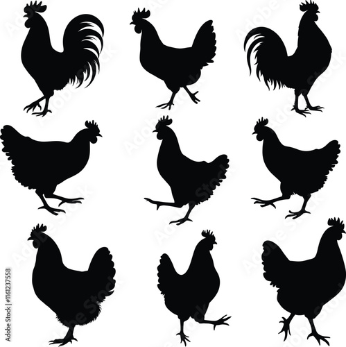 Set of chicken silhouettes collection on white background