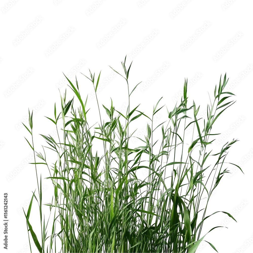 Naklejka premium Lush Green Grass: A vibrant cluster of tall blades against a black backdrop, showcasing the beauty of nature's simple elegance.