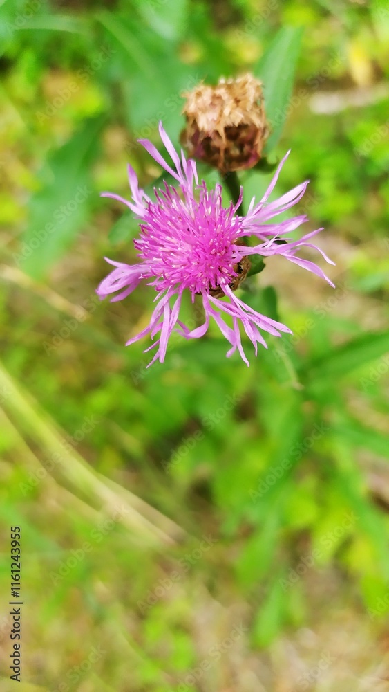 Different closeup pictures of flowers in Belarus Different closeup pictures of flowers in Belarus