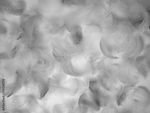 Background of bird feathers. White and black fluffy bird feathers. Beautiful fog. The texture of delicate feathers. soft focus photo