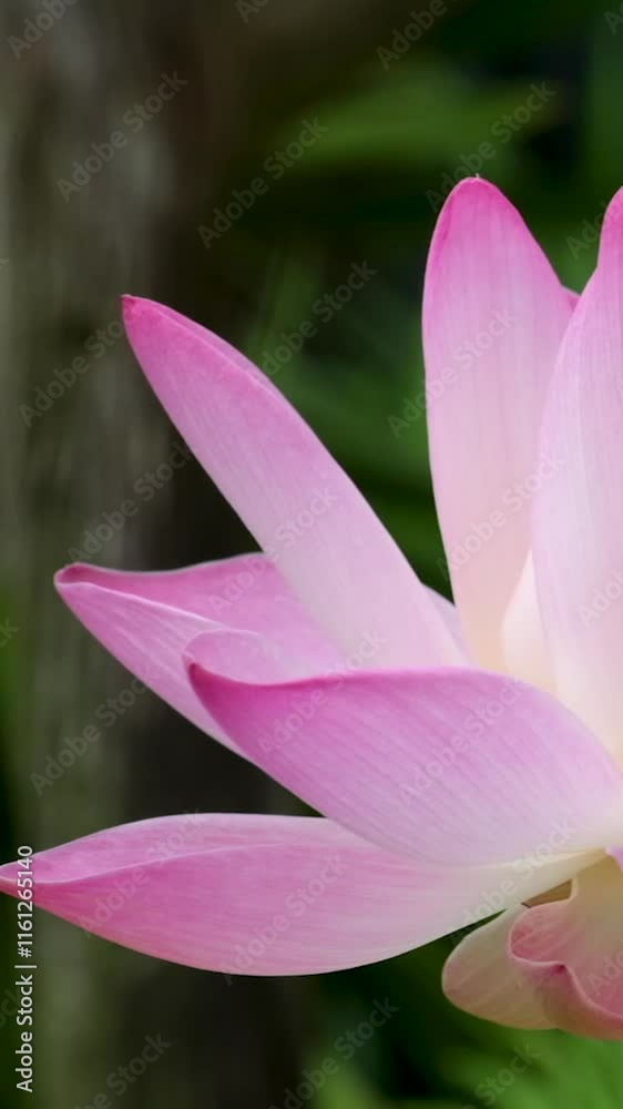 Spa with water flowing, bamboo pipes, pink lotus flowers. Spa with water flowing, bamboo pipes, pink lotus flowers.