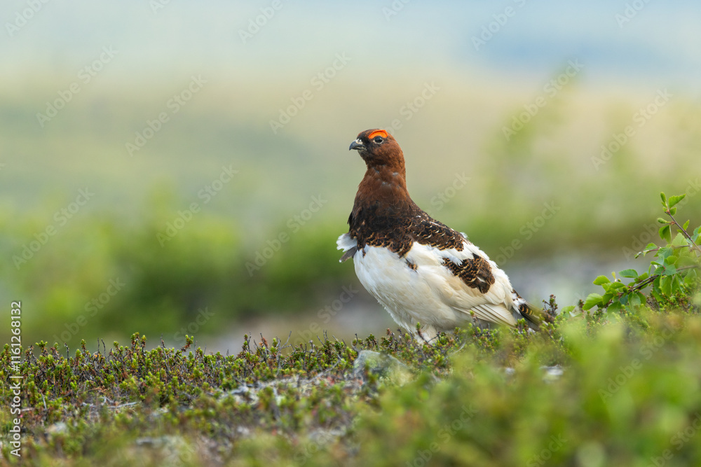 Fototapeta premium Beautiful male Willow ptarmigan standing on a fell on a summer morning and looking around in Urho Kekkonen National Park, Northern Finland