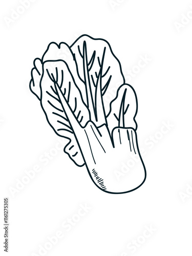 Hand-drawn napa cabbage in cartoon style