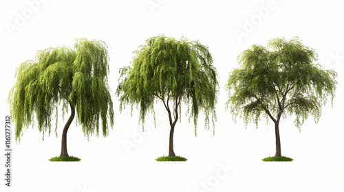 Set of salix babylonica (babylon willow or weeping willow) frontal set street trees isolated png on a transparent background perfectly cutout. Ebonwood. Illustration
