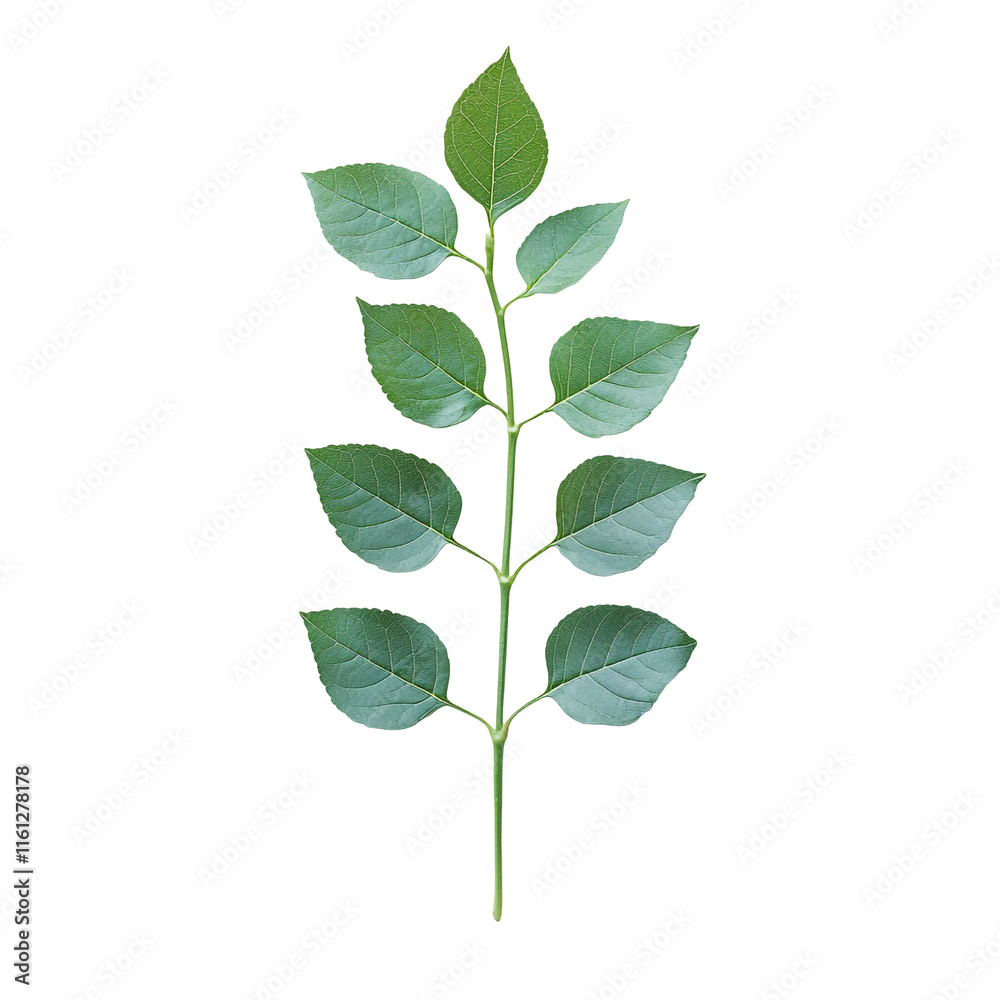 Green Leaf Branch on Black Background Green Leaf Branch on Black Background