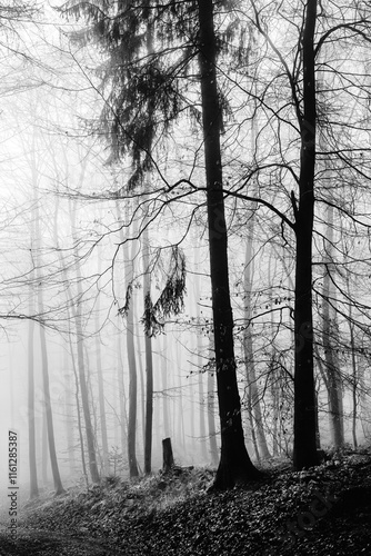 Nebel Hochwald mit Buchen, schwarz weiß  photo