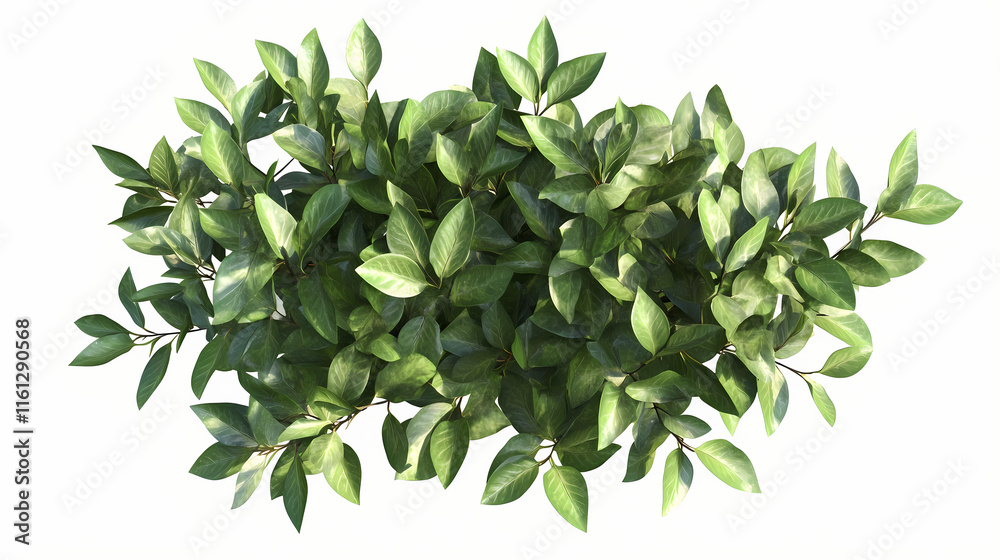 3d rendering of lemon myrtle plants on transparent background from top view. Ebonwood. Illustration 3d rendering of lemon myrtle plants on transparent background from top view. Ebonwood. Illustration