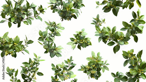 3d rendering of lemon myrtle plants on transparent background from top view. Ebonwood. Illustration