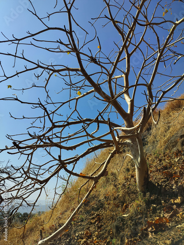 Ghost tree with no leaves