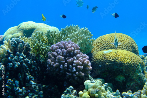 Fototapeta Naklejka Na Ścianę i Meble -  Undersea coral reef view, Red Sea, Egypt, Sharm El Sheikh, Montazah Bay
