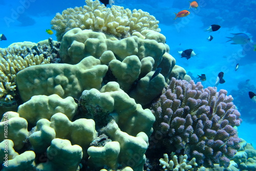 Fototapeta Naklejka Na Ścianę i Meble -  Undersea coral reef view, Red Sea, Egypt, Sharm El Sheikh, Montazah Bay

